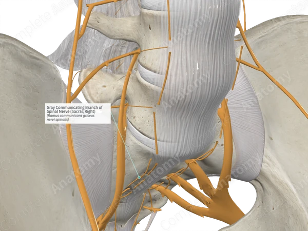 Gray Communicating Branch of Spinal Nerve (Sacral; Right)