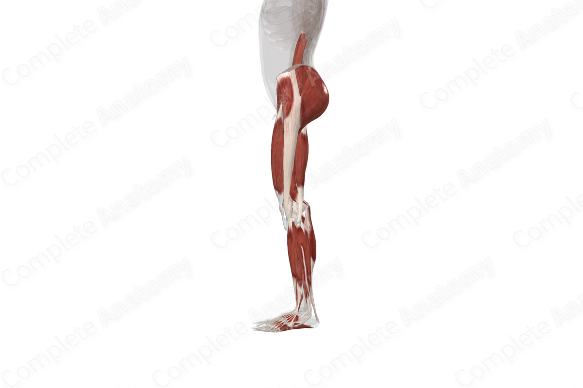 Muscles of Lower Limb (Left)