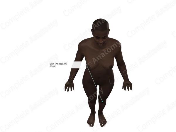 Skin (Knee; Left)