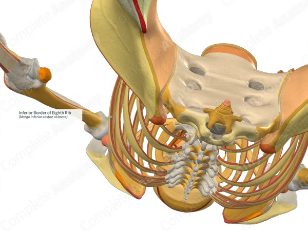 Inferior Border of Eighth Rib | Complete Anatomy