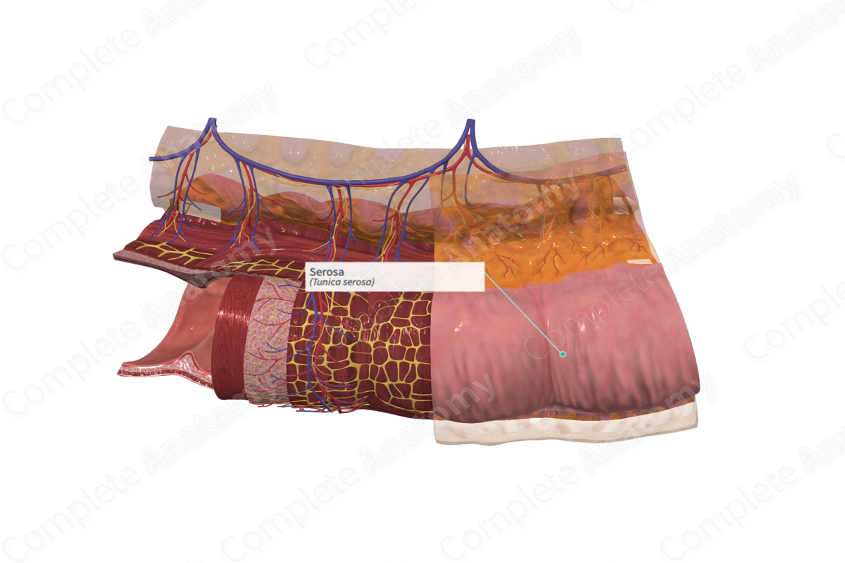 Serosa Complete Anatomy