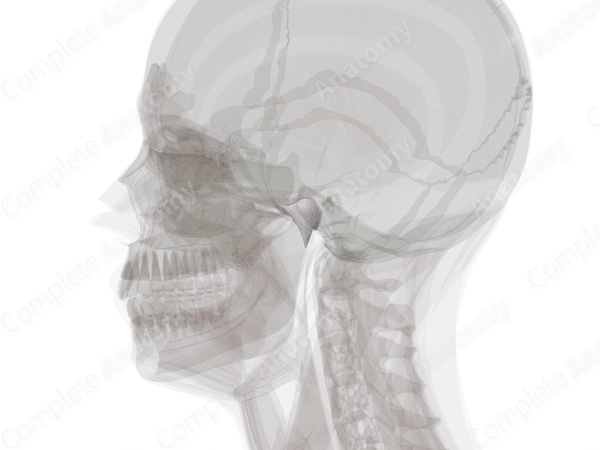 Temporomandibular Joint