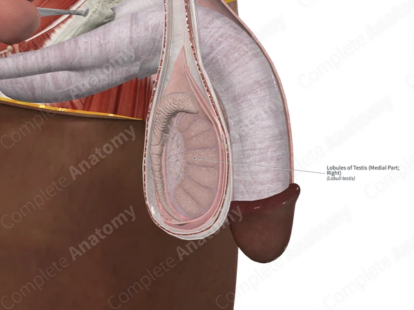 Lobules of Testis (Medial Part; Right)