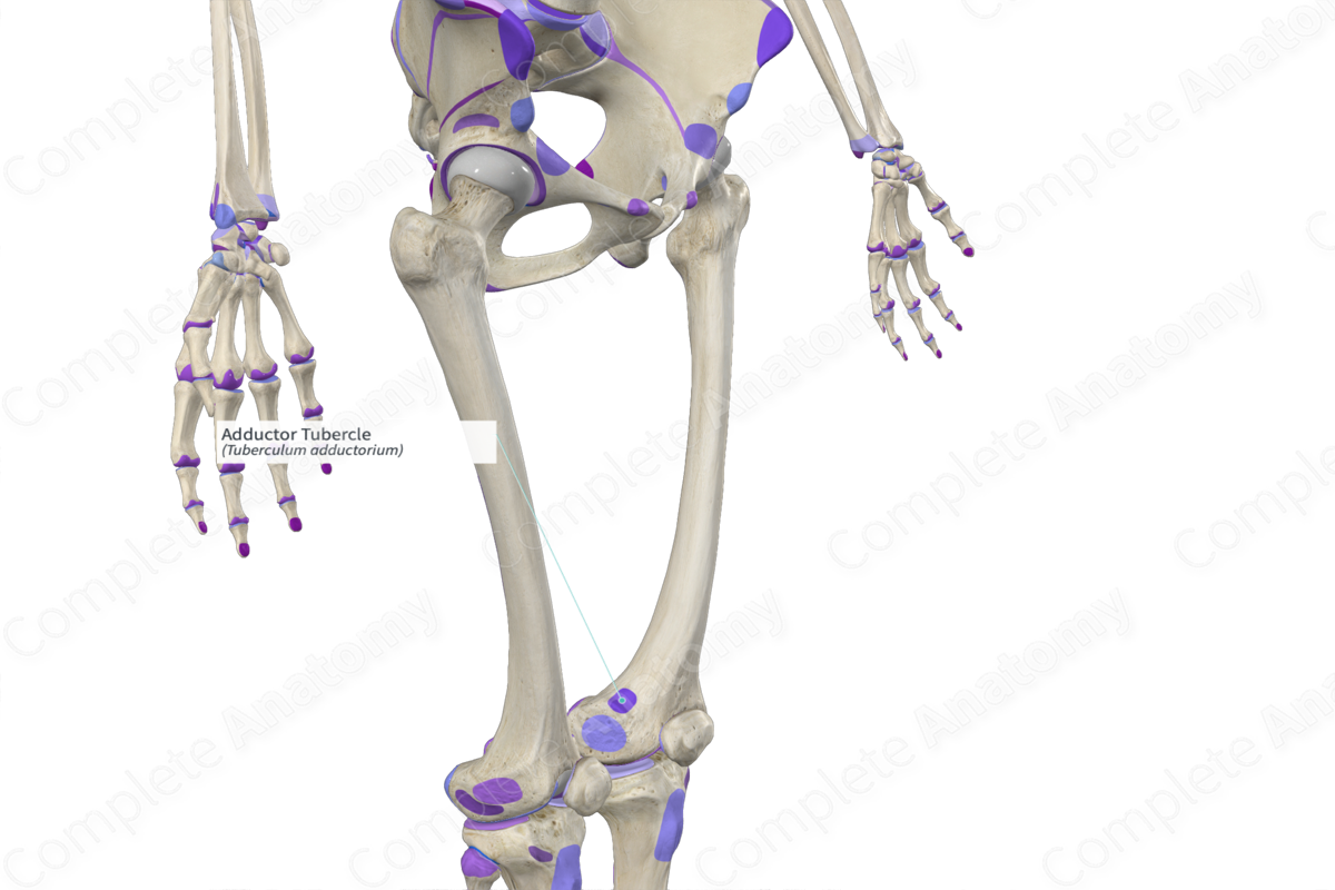 Adductor Tubercle