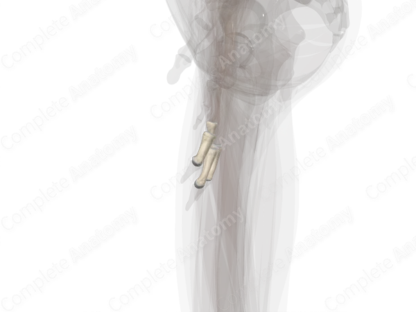 Middle Phalanges of Hand (Left)