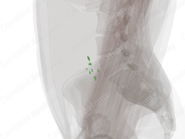 Common Iliac Nodes (Left)