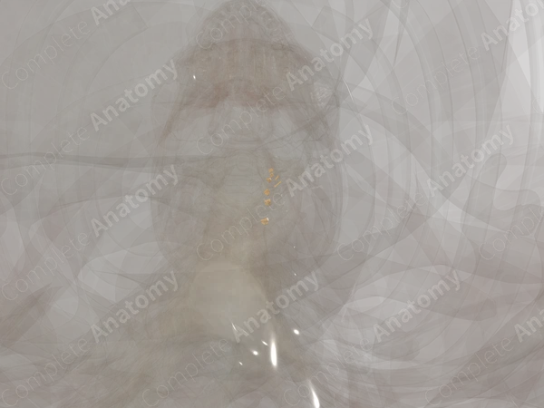 Cervical Nerves (Left)