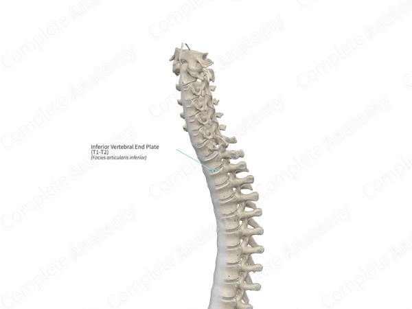 Inferior Vertebral End Plate (T1-T2)
