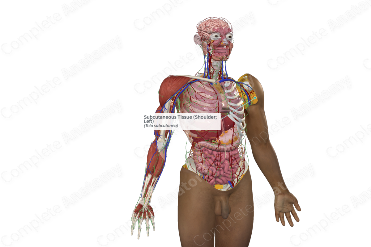 Subcutaneous Tissue (Mons Pubis; Right)