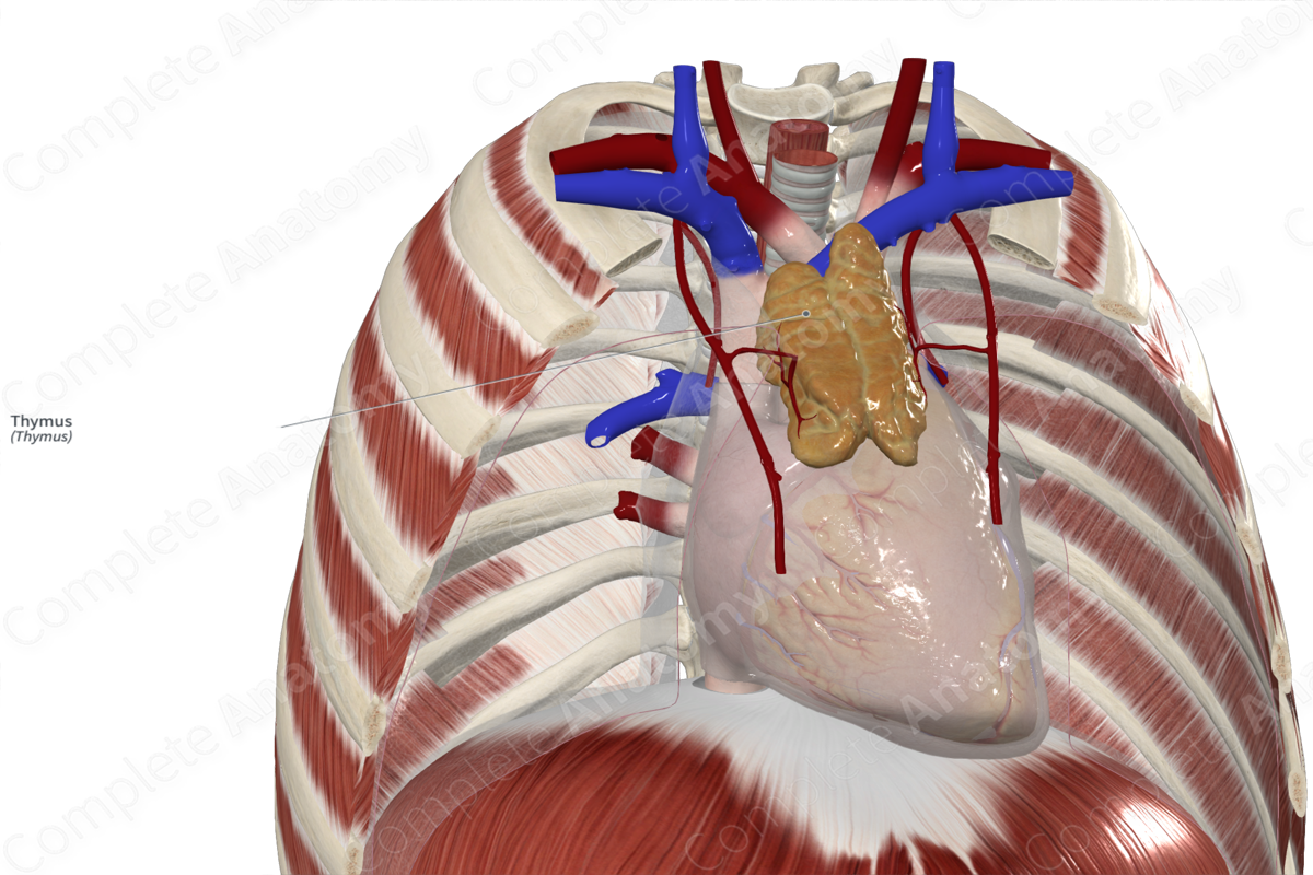 Thymus | Complete Anatomy