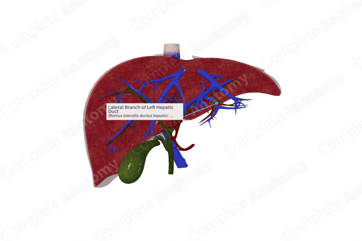 Lateral Branch of Left Hepatic Duct