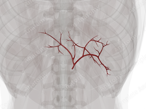 Arteries of Liver