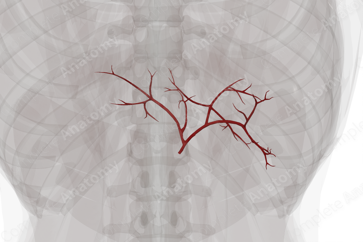 Arteries of Liver