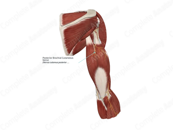Posterior Brachial Cutaneous Nerve