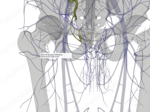 Vein of Ductus Deferens (Right)