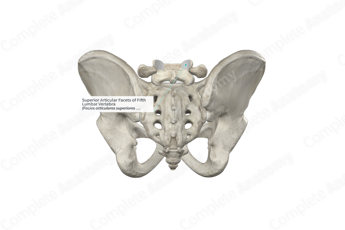 Superior Articular Facets of Fifth Lumbar Vertebra