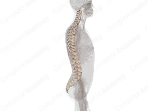 Vertebral Column