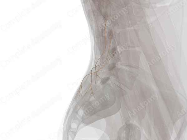 Lateral Branches of Posterior Rami of Lumbar Nerves (Left)