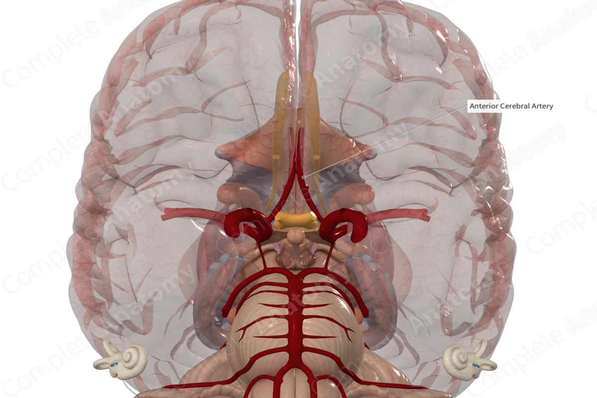 Anterior Cerebral Artery 