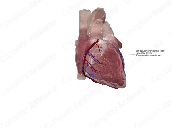 Ventricular Branches of Right Coronary Artery