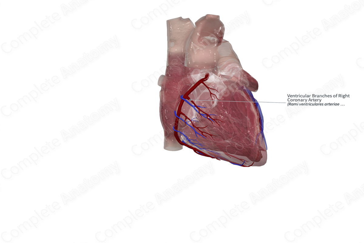 Ventricular Branches of Right Coronary Artery