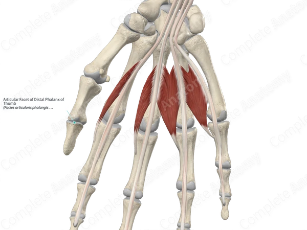 Articular Facet of Distal Phalanx of Thumb