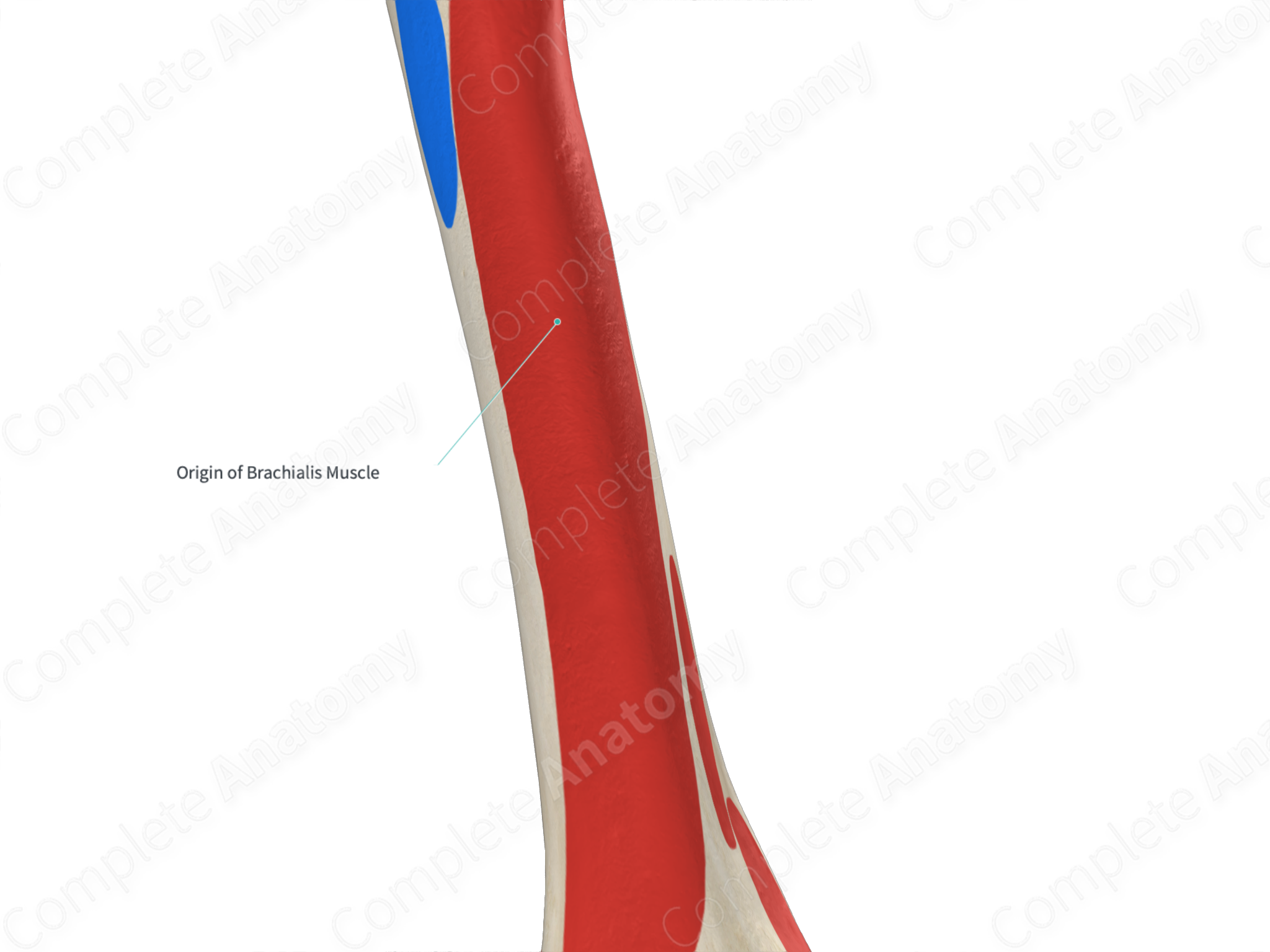 Origin of Brachialis Muscle | Complete Anatomy