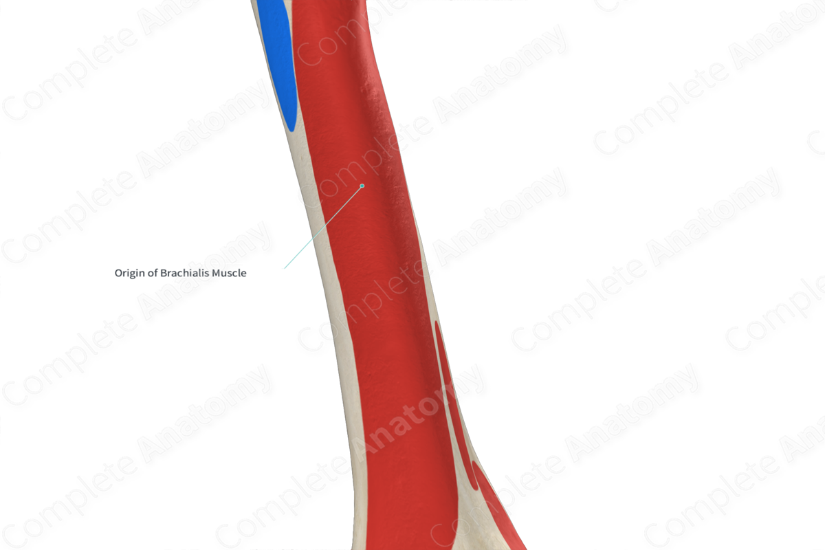 Origin of Brachialis Muscle | Complete Anatomy