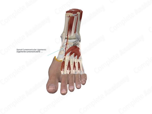 Dorsal Cuneonavicular Ligaments 