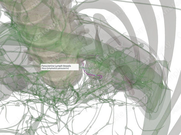 Parauterine Lymph Vessels (Left)