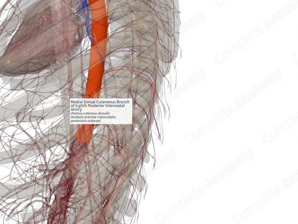 Medial Dorsal Cutaneous Branch of Eighth Posterior Intercostal Artery (Left)