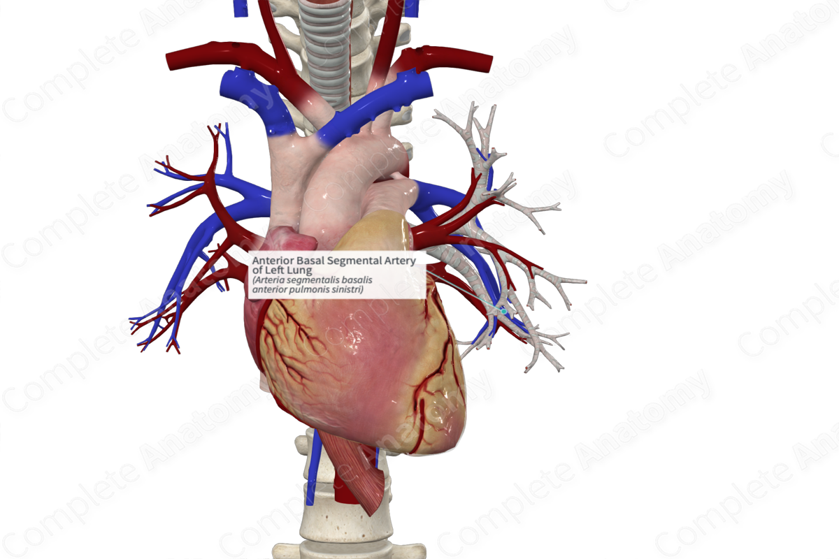 Anterior Basal Segmental Artery of Left Lung