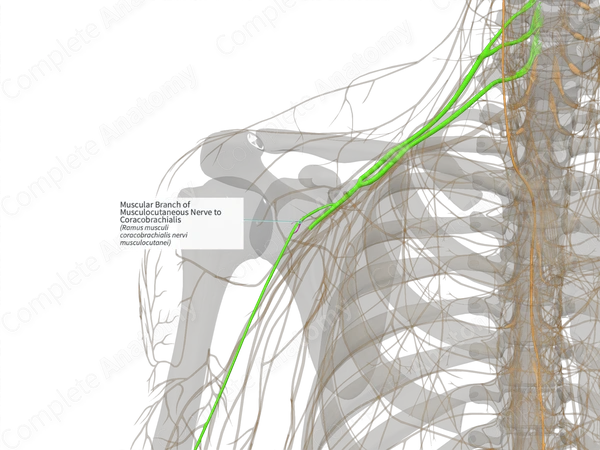 Muscular Branch of Musculocutaneous Nerve to Coracobrachialis (Left)