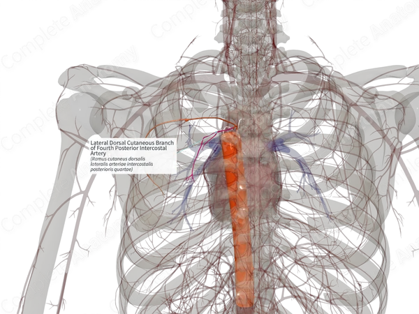 Lateral Dorsal Cutaneous Branch of Fourth Posterior Intercostal Artery (Right)