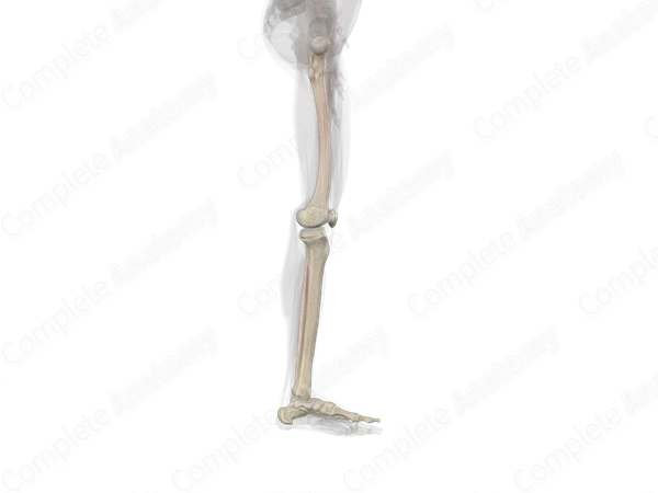 Bones of Free Part of Lower Limb (Left)