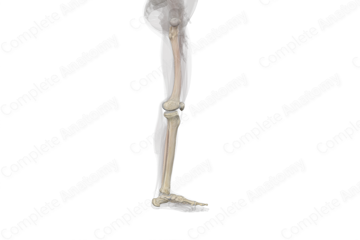 Bones of Free Part of Lower Limb (Left)