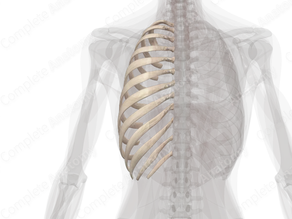 Ribs (Left)