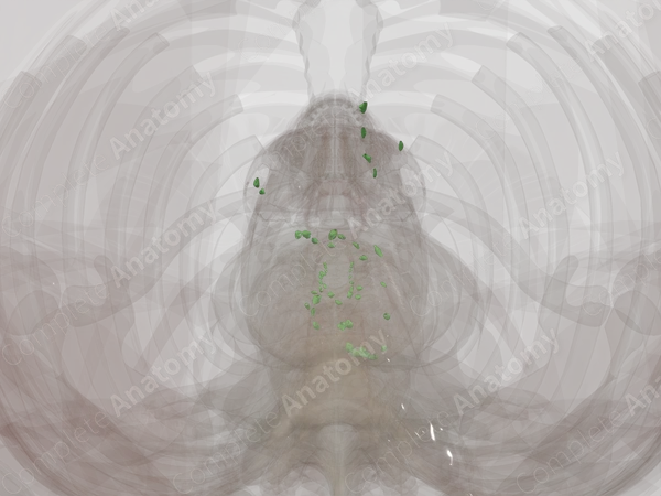 Mediastinal Lymph Nodes