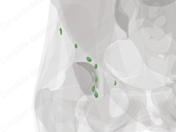 Superficial Inguinal Nodes (Left)