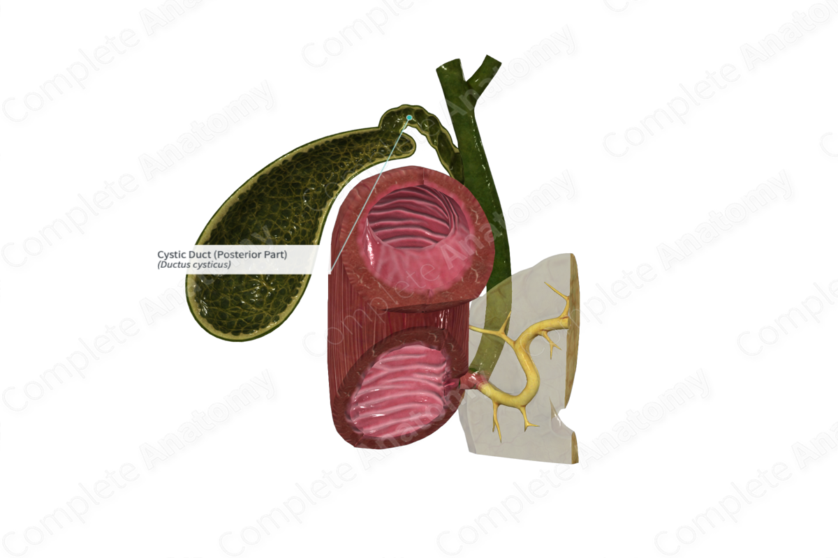 Cystic Duct (Posterior Part) | Complete Anatomy