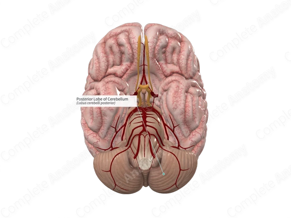Posterior Lobe of Cerebellum 