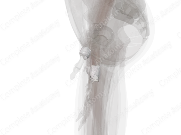 Metacarpophalangeal Joints (Left)