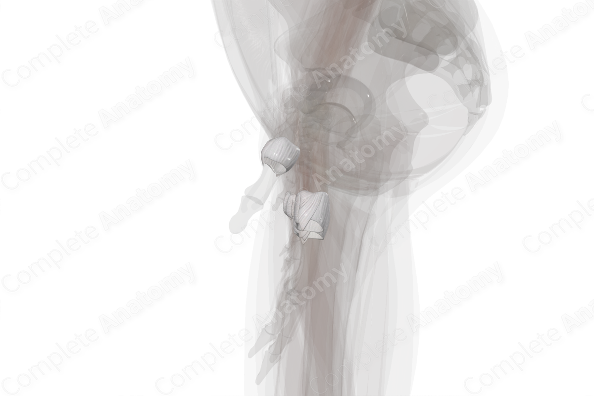 Metacarpophalangeal Joints (Left)