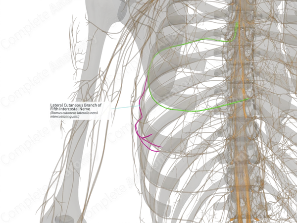 Lateral Cutaneous Branch of Fifth Intercostal Nerve (Right)