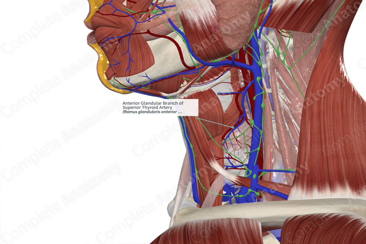 Anterior Glandular Branch of Superior Thyroid Artery 