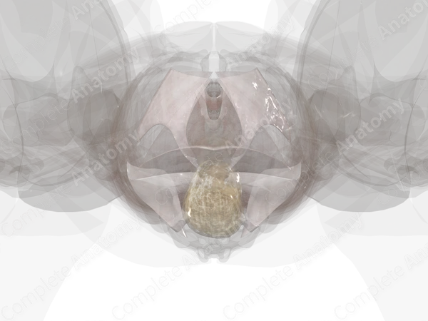 Pelvic Extraperitoneal Fasciae