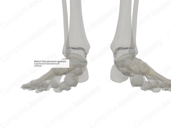 Medial Talocalcaneal Ligament (Left)
