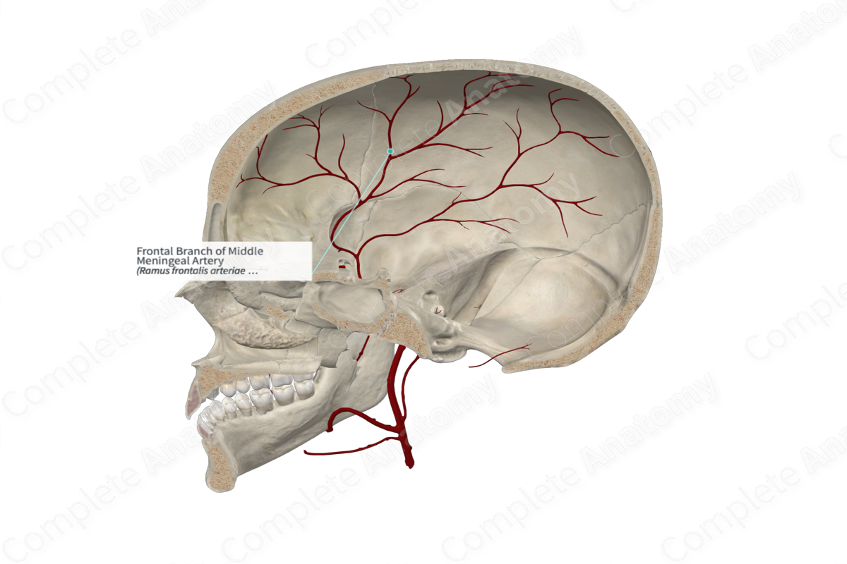 Frontal Branch of Middle Meningeal Artery 