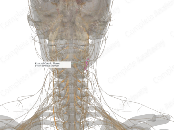 External Carotid Plexus (Right)