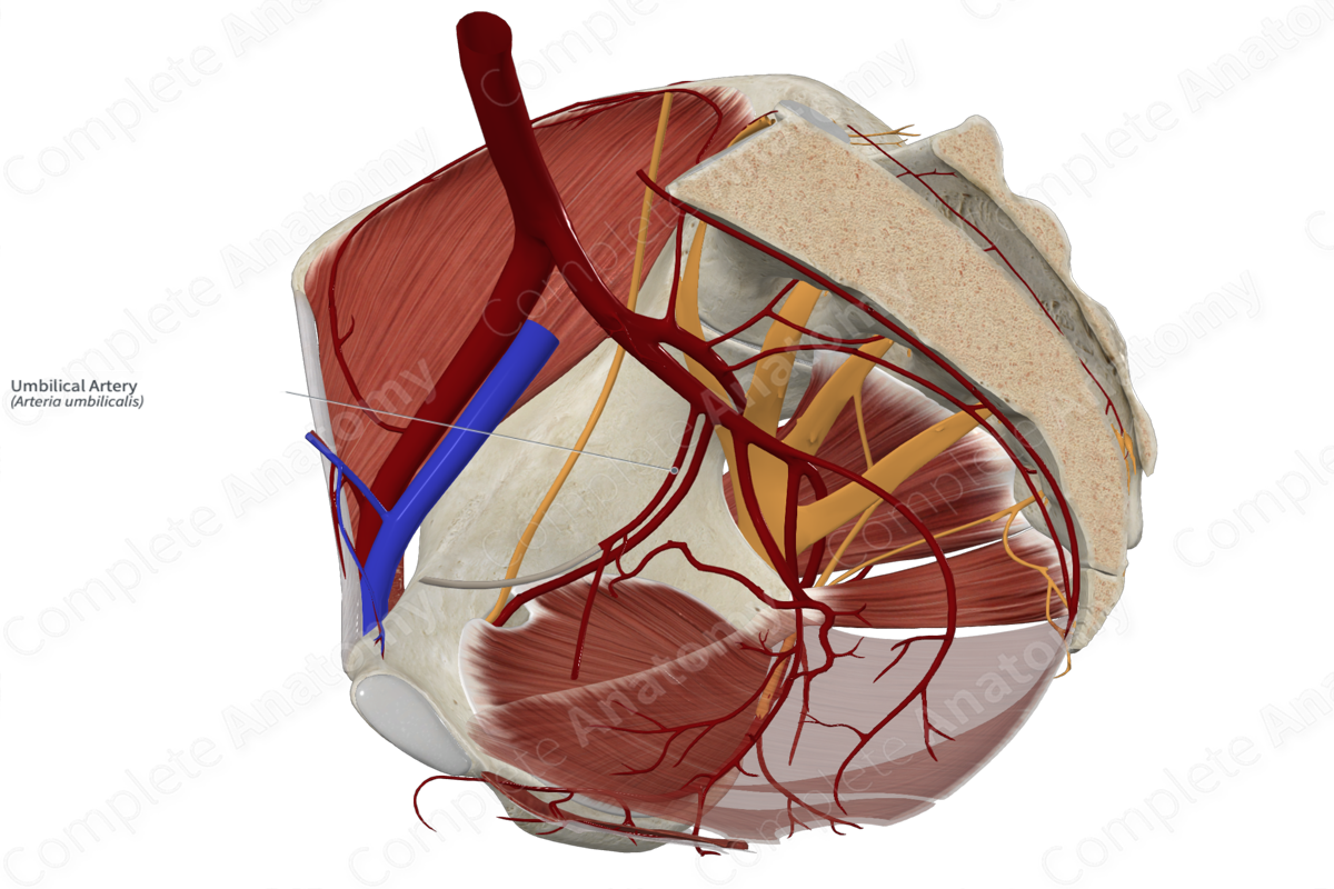 Umbilical Artery 